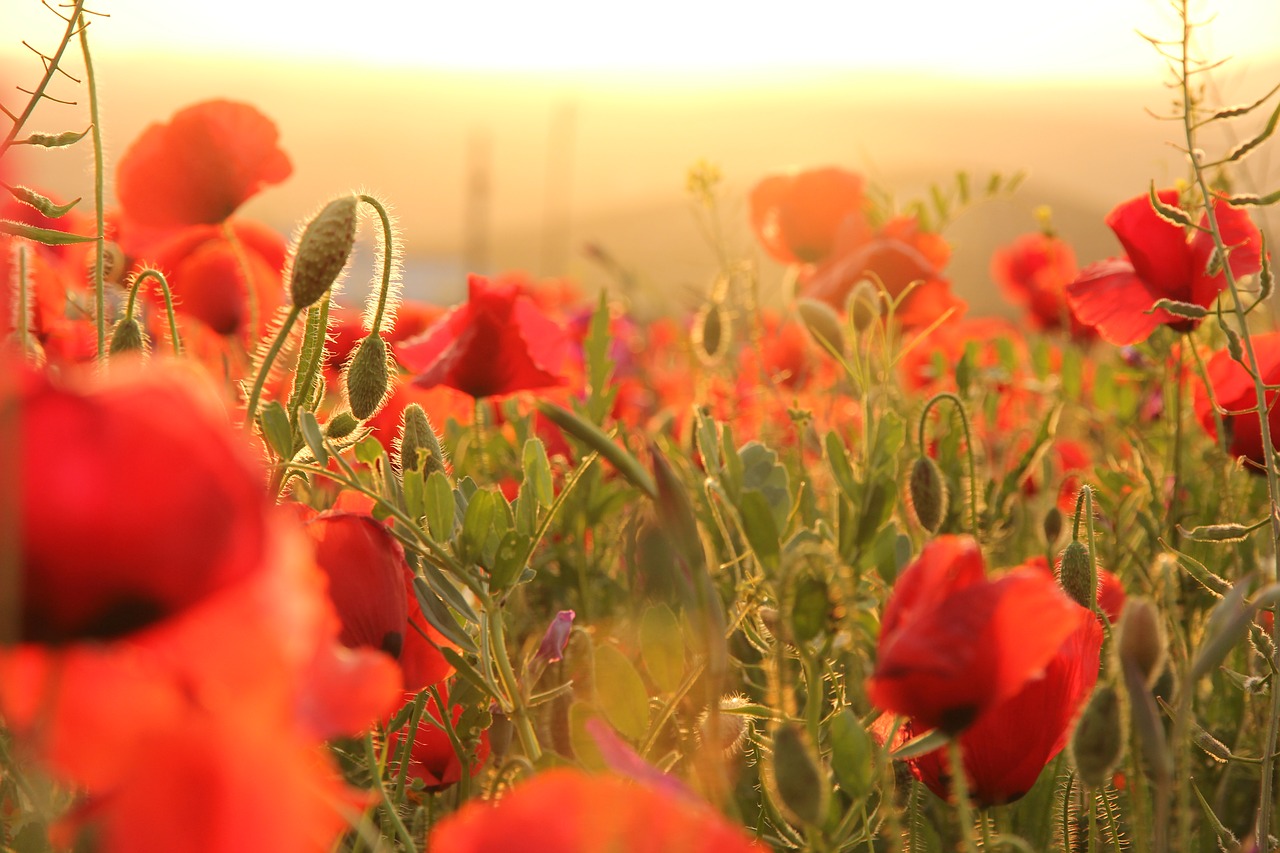 poppies sunset field free photo