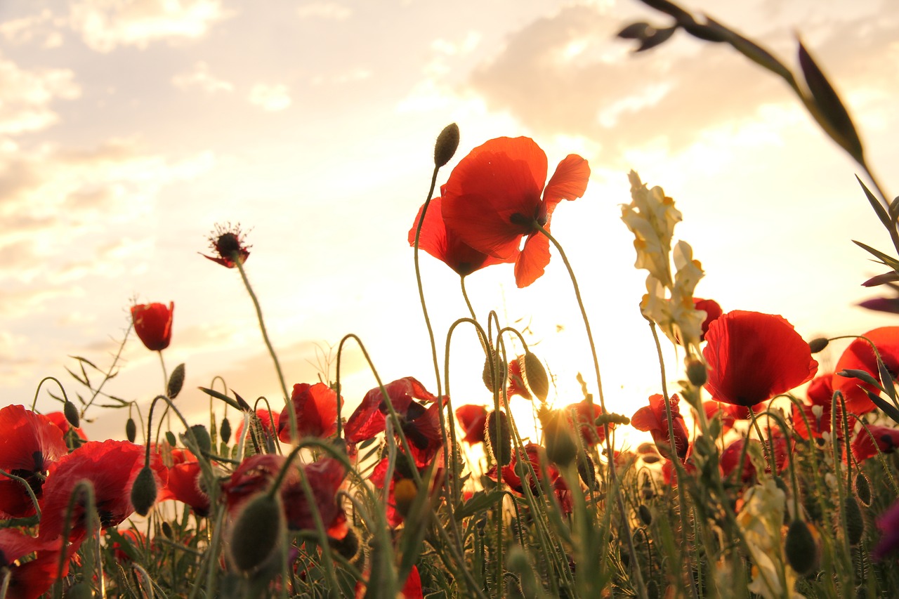 poppies sunset field free photo