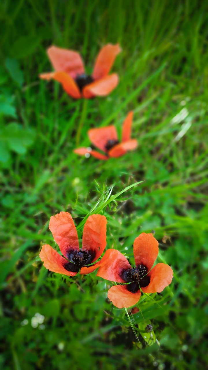 poppies meadow red free photo