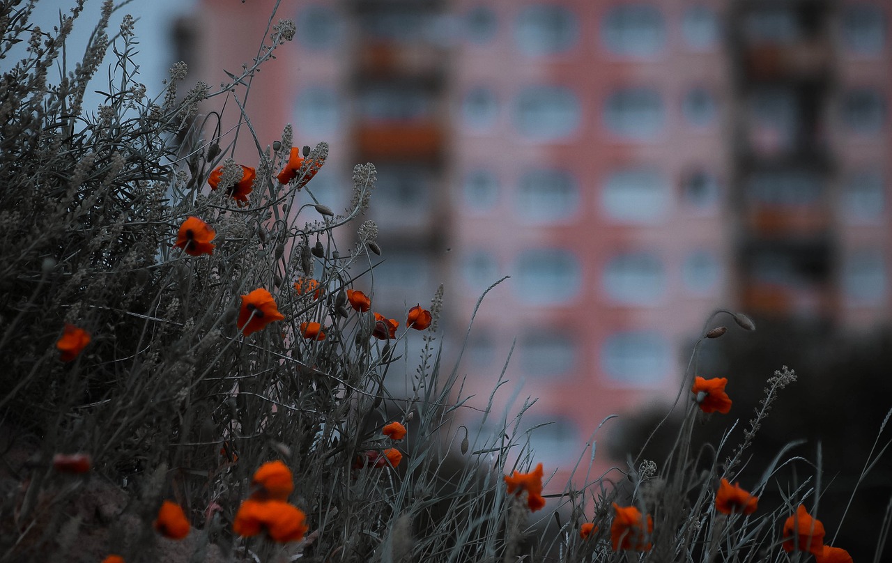 poppies city flowers free photo