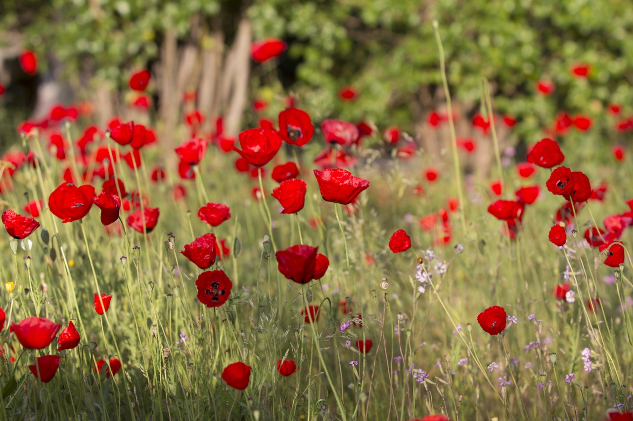 poppies flowers red free photo