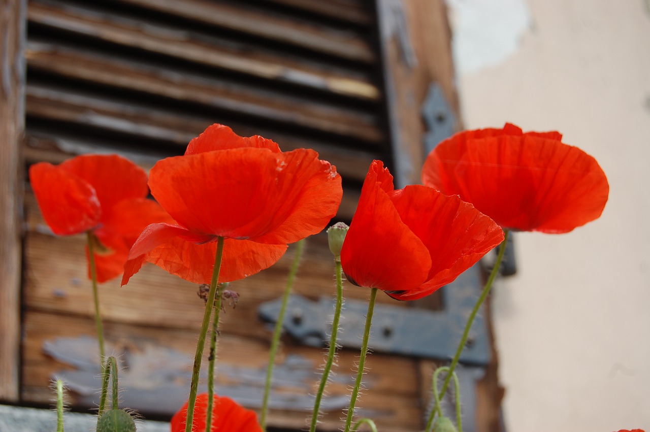 poppies  wild flowers  bloom free photo