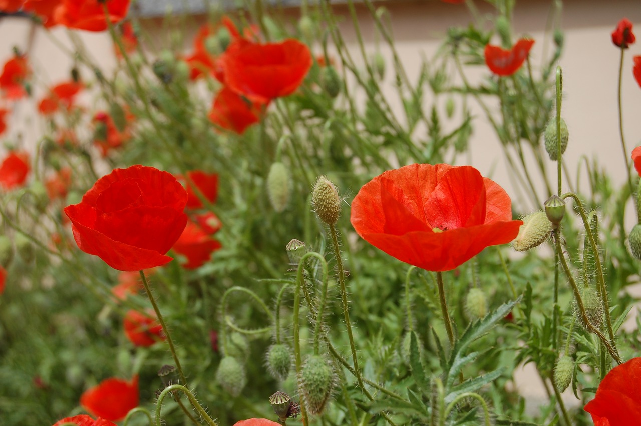 poppies  wild flowers  bloom free photo