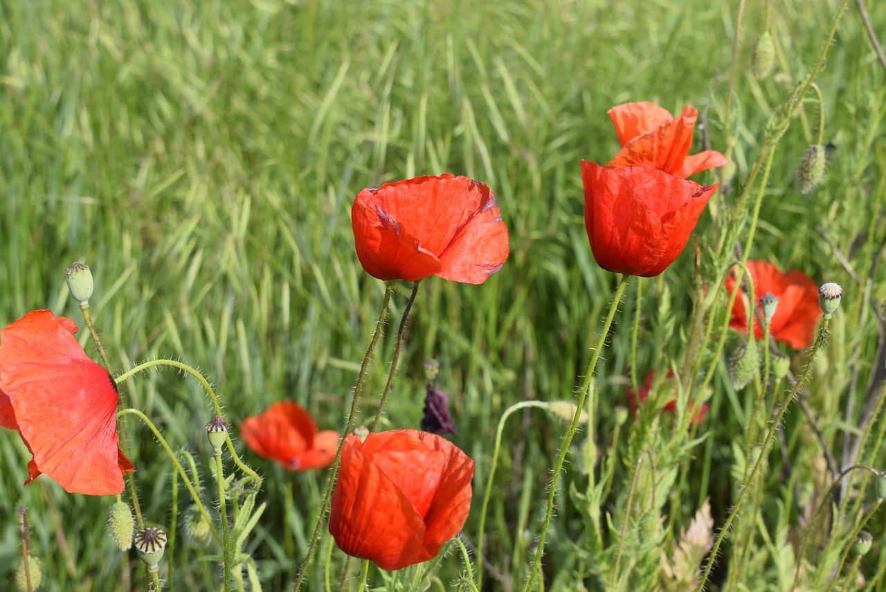 poppies  red  red poppies free photo