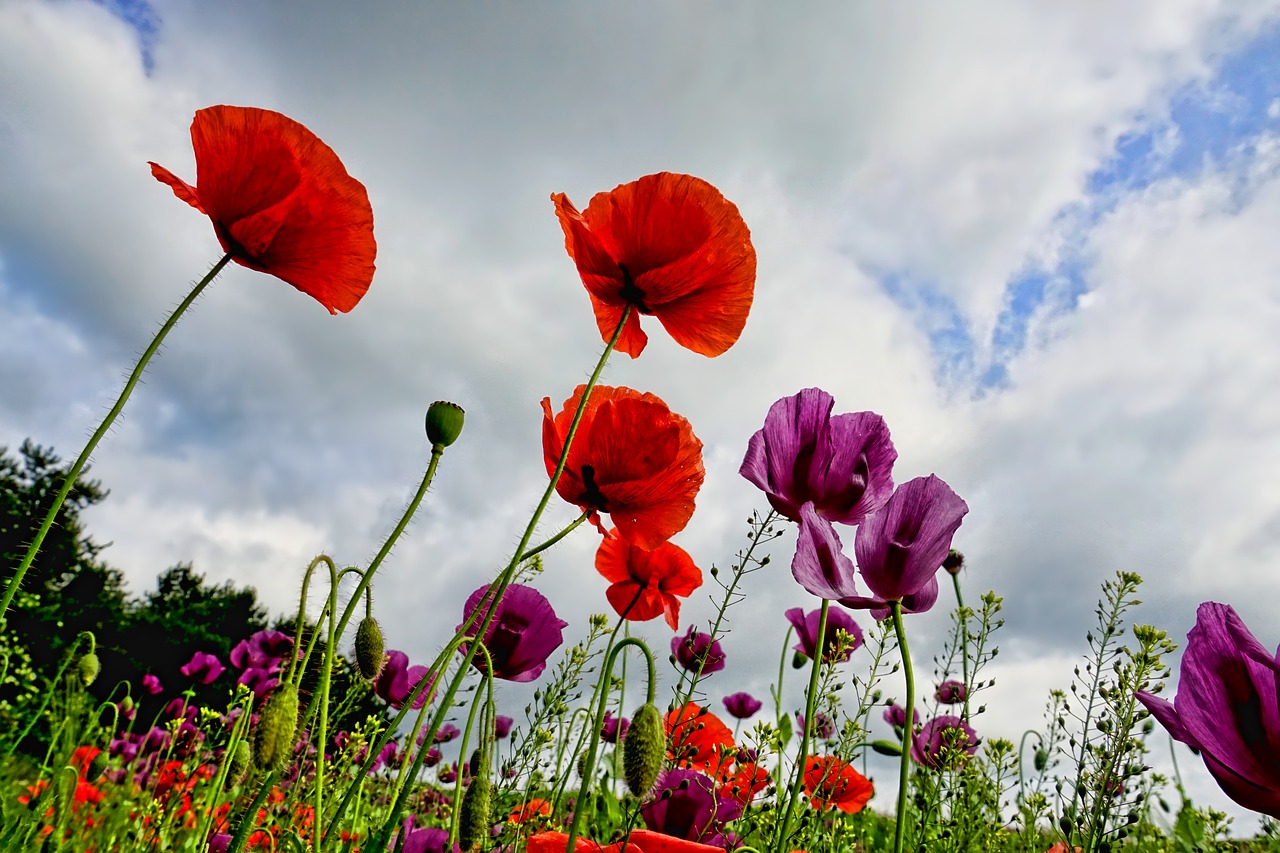 poppies  flowers  poppy free photo