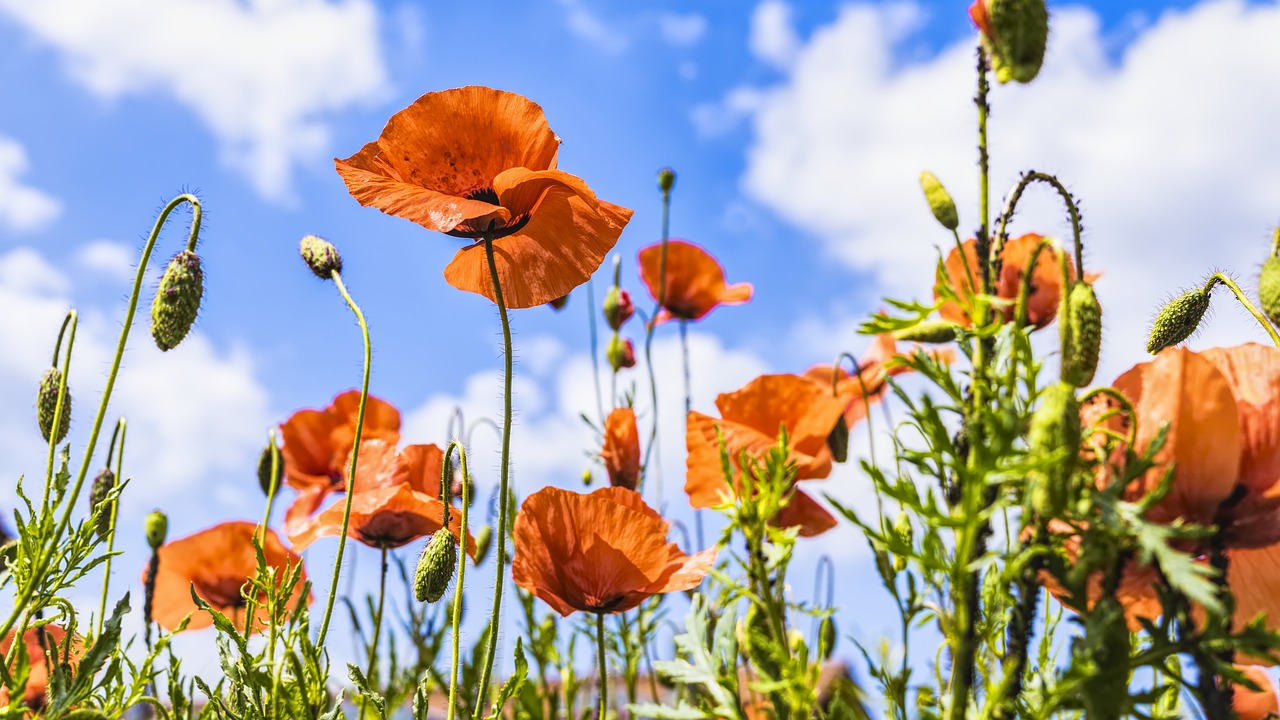 poppies  meadow  summer free photo