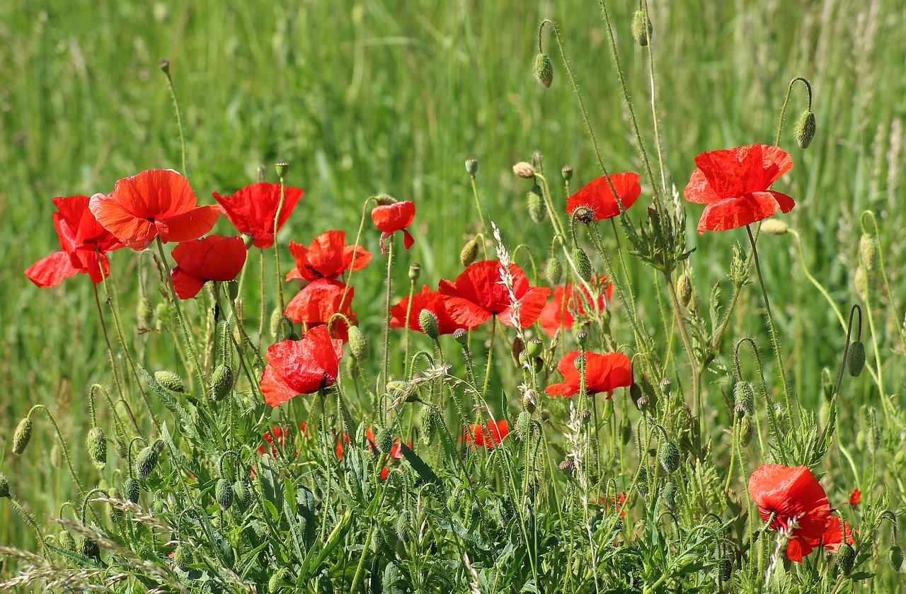 poppies  wildflowers  meadow free photo