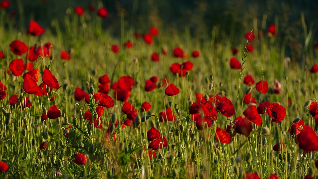 poppies  nature  meadow free photo