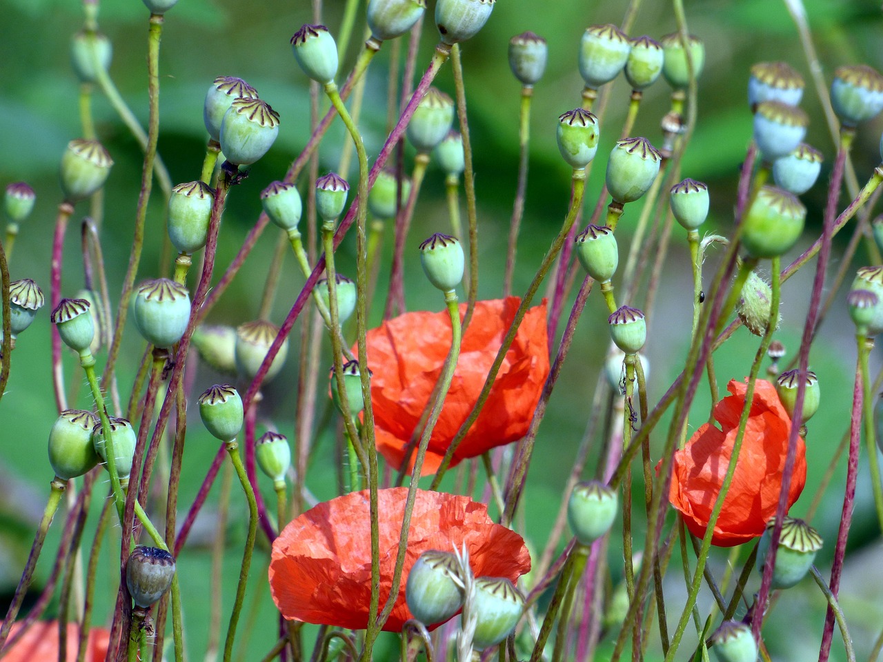 poppies  flowers  poppy free photo