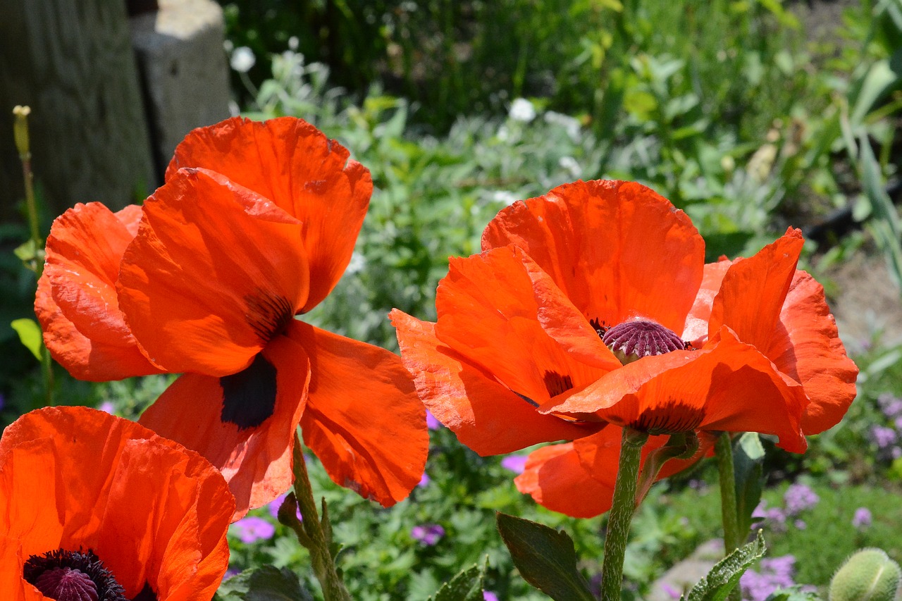 poppies  nature  flowers free photo