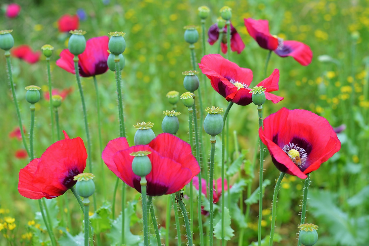 poppies  meadow  nature free photo