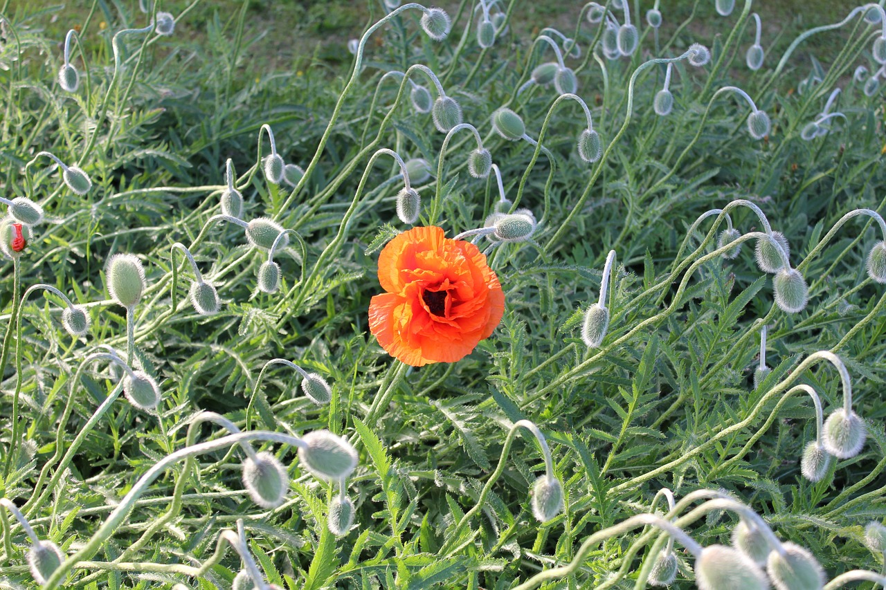 poppies poppy field poppy free photo