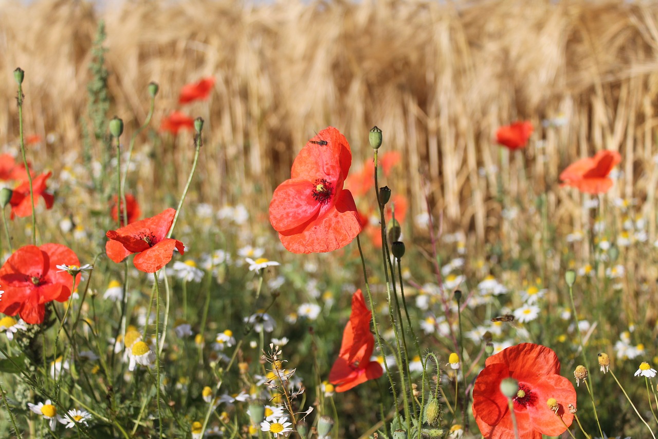 poppies  edge of field  red free photo