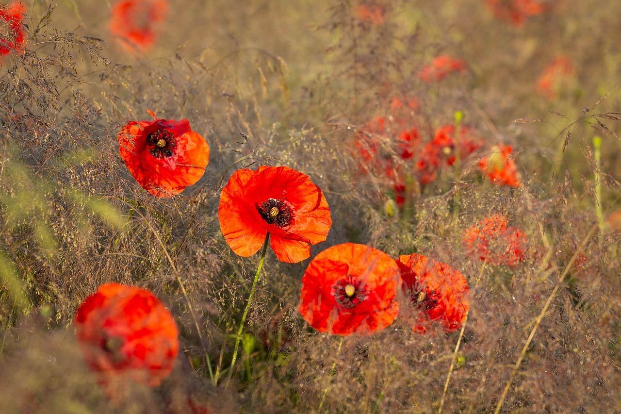 poppies  flowers  poppy free photo