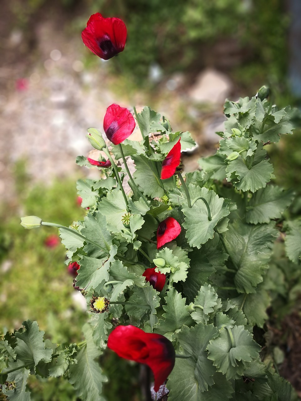 poppies  red  flower free photo
