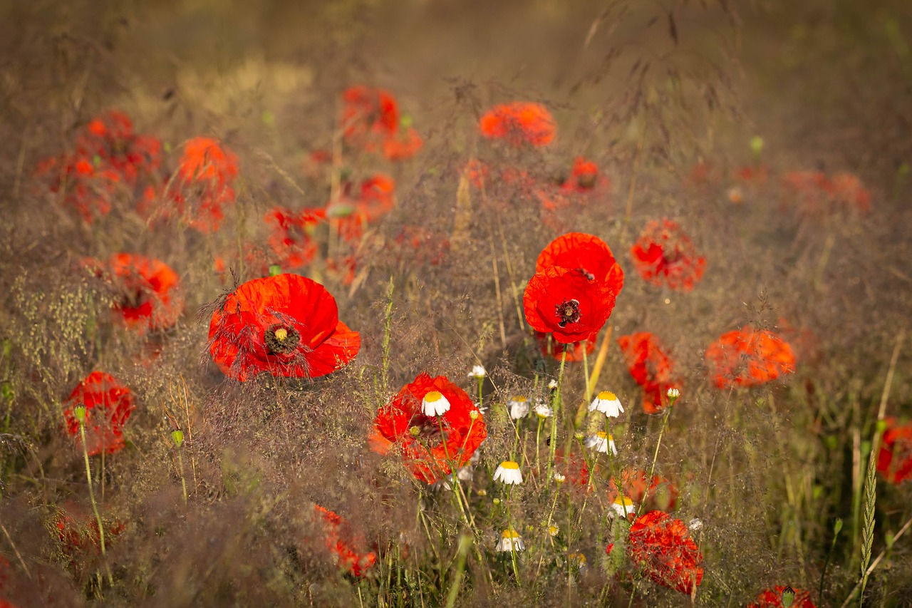 poppies  flowers  poppy free photo