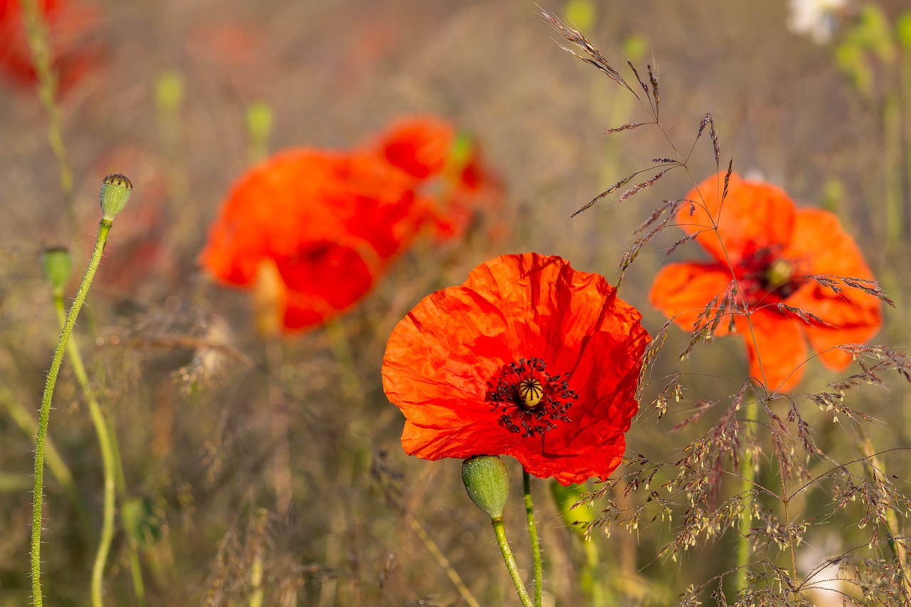 poppies  flowers  poppy free photo