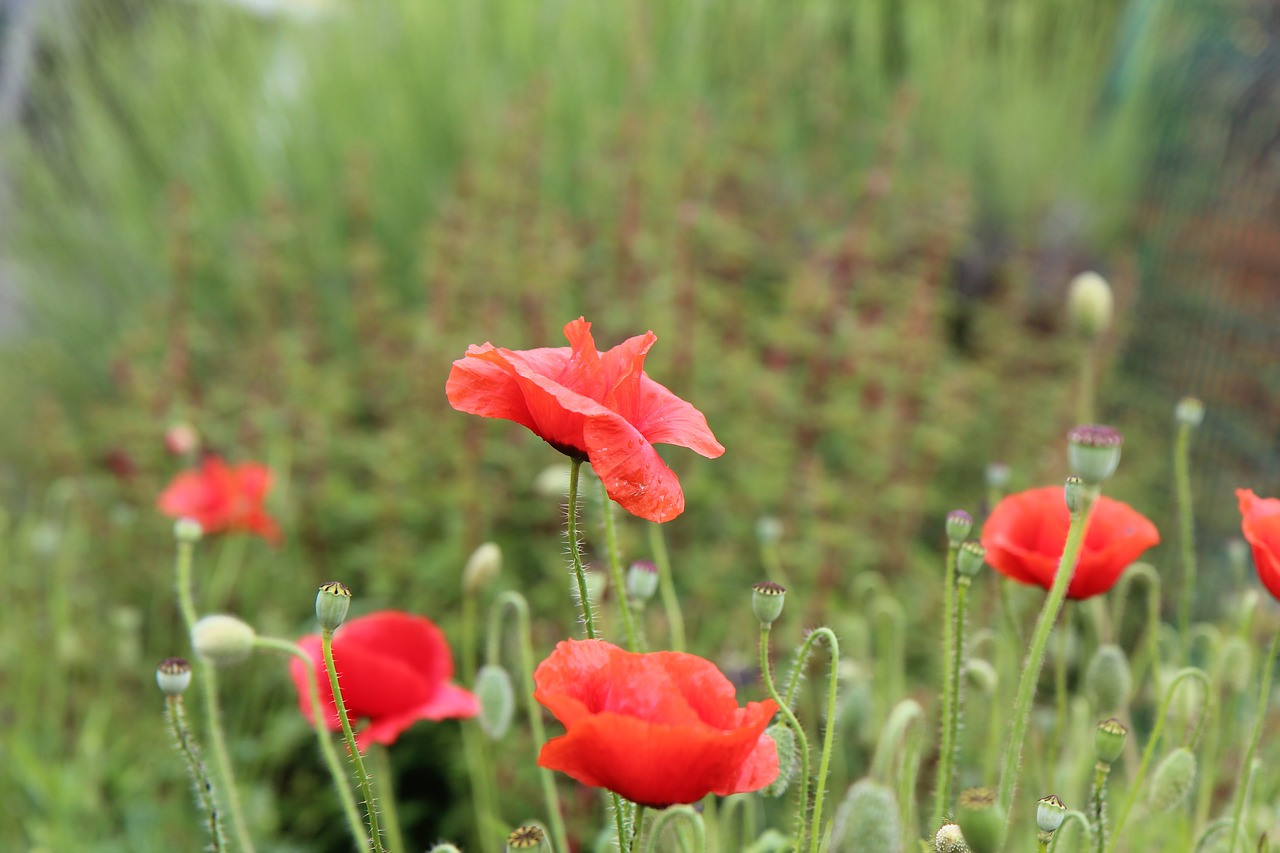 poppies  red flowers  flowering free photo