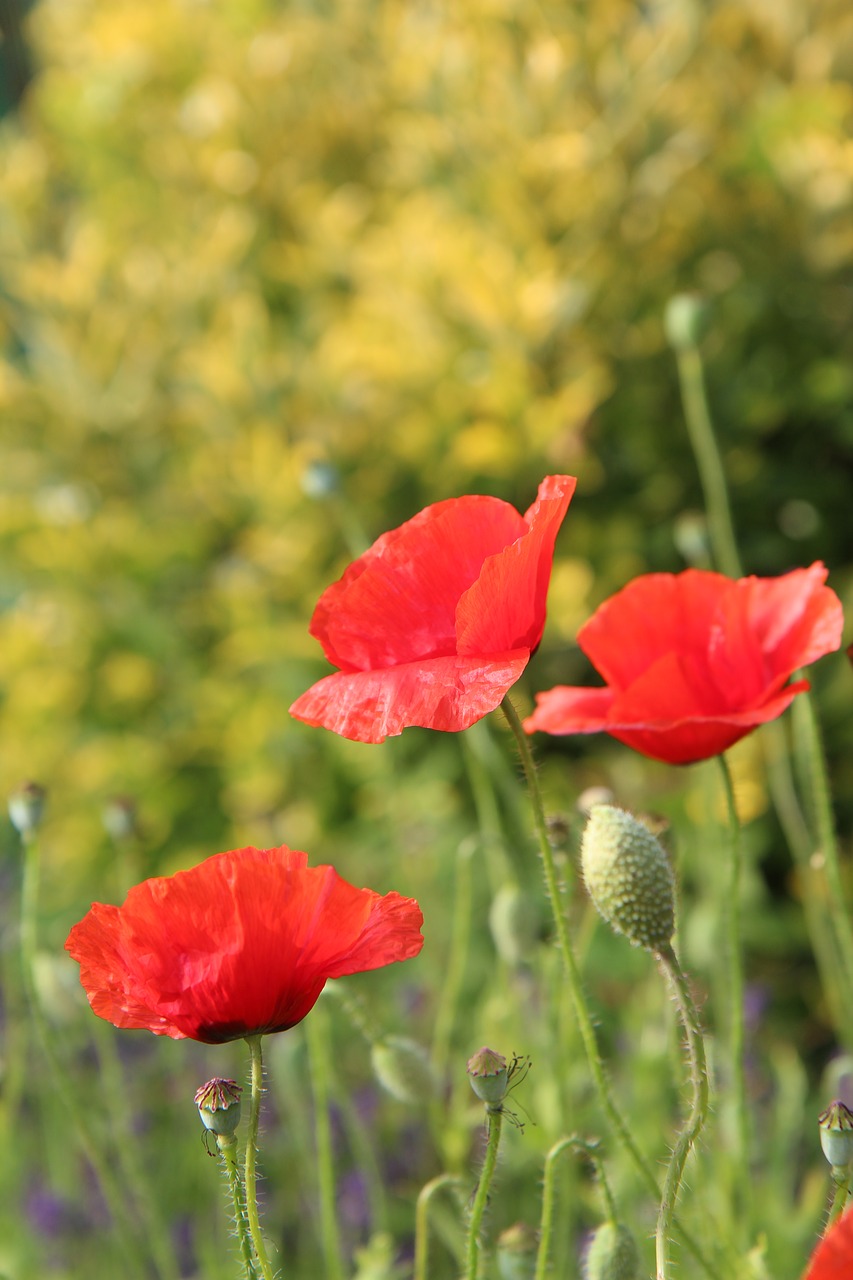 poppies  red flowers  flowering free photo