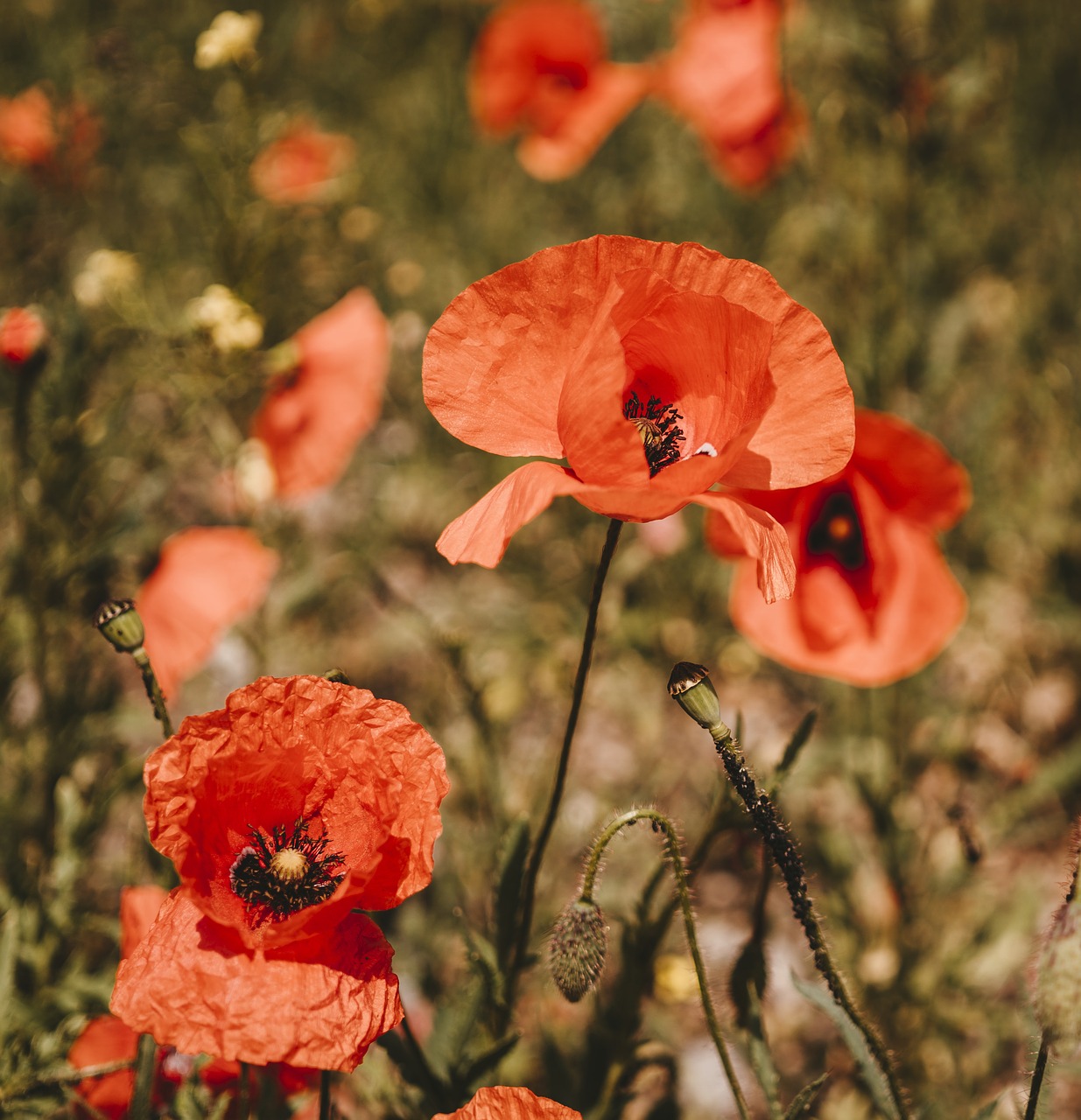 poppies  poppy  flower free photo