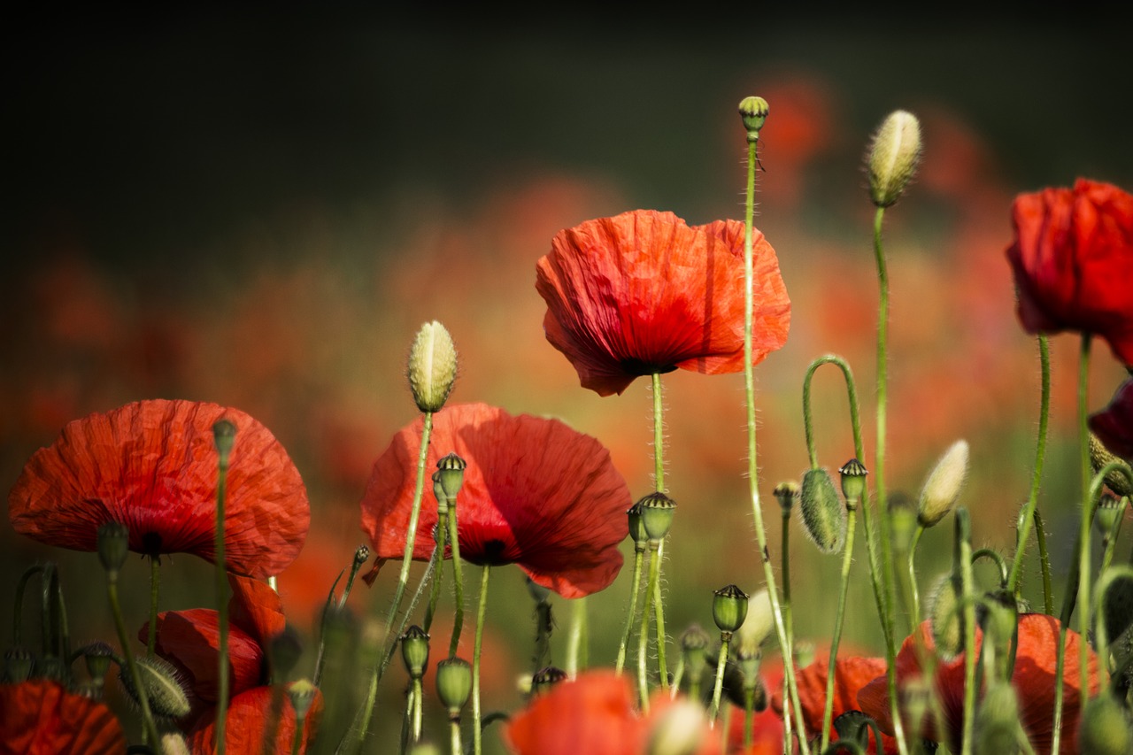 poppies  meadow  field free photo