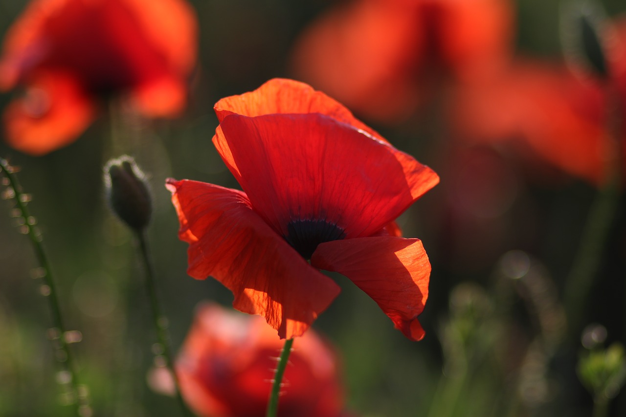 poppies  red  plain free photo