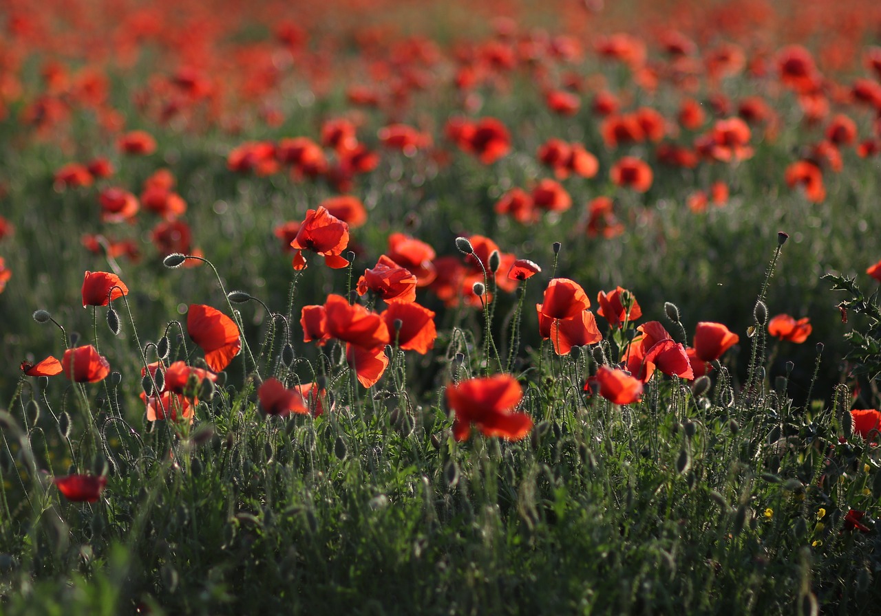 poppies  red  plain free photo