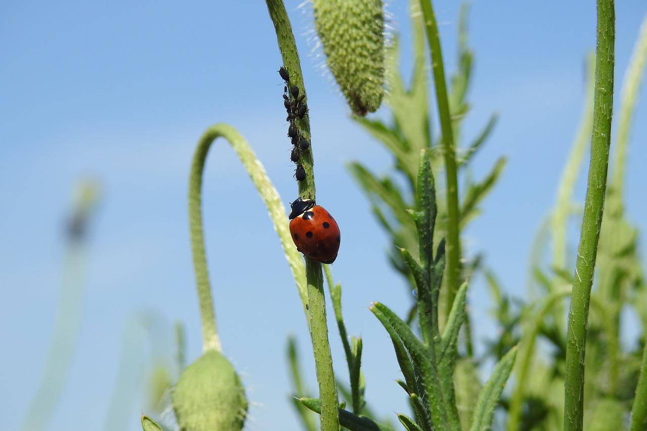 poppies  ladybug  summer free photo