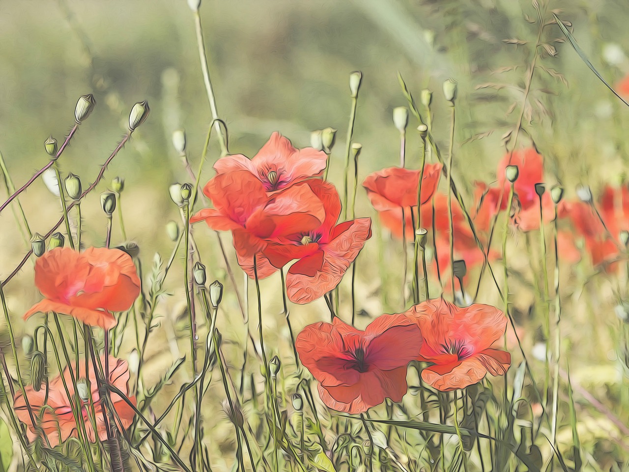 poppies  flowers  poppy free photo