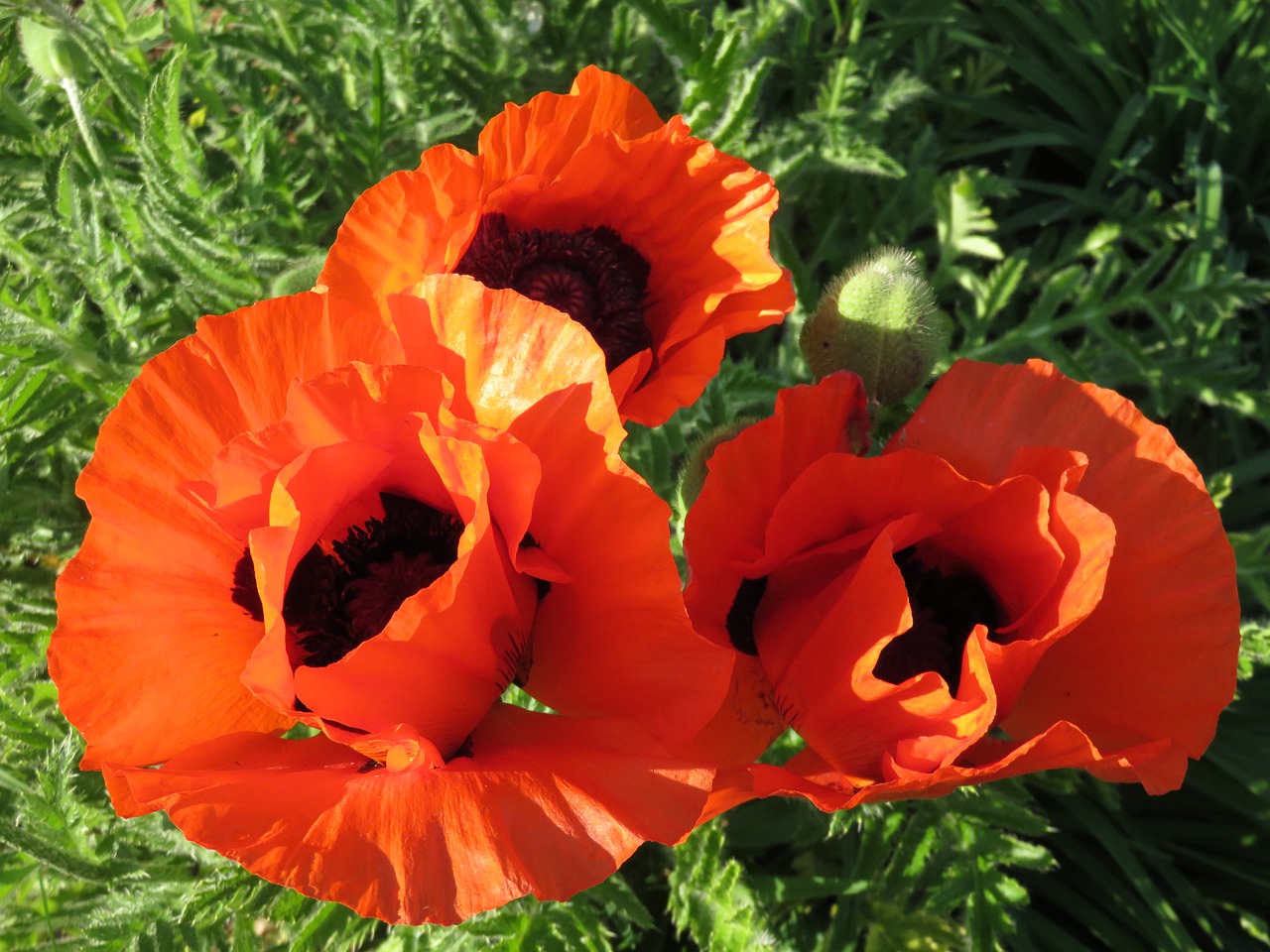 poppies  red  flowers free photo