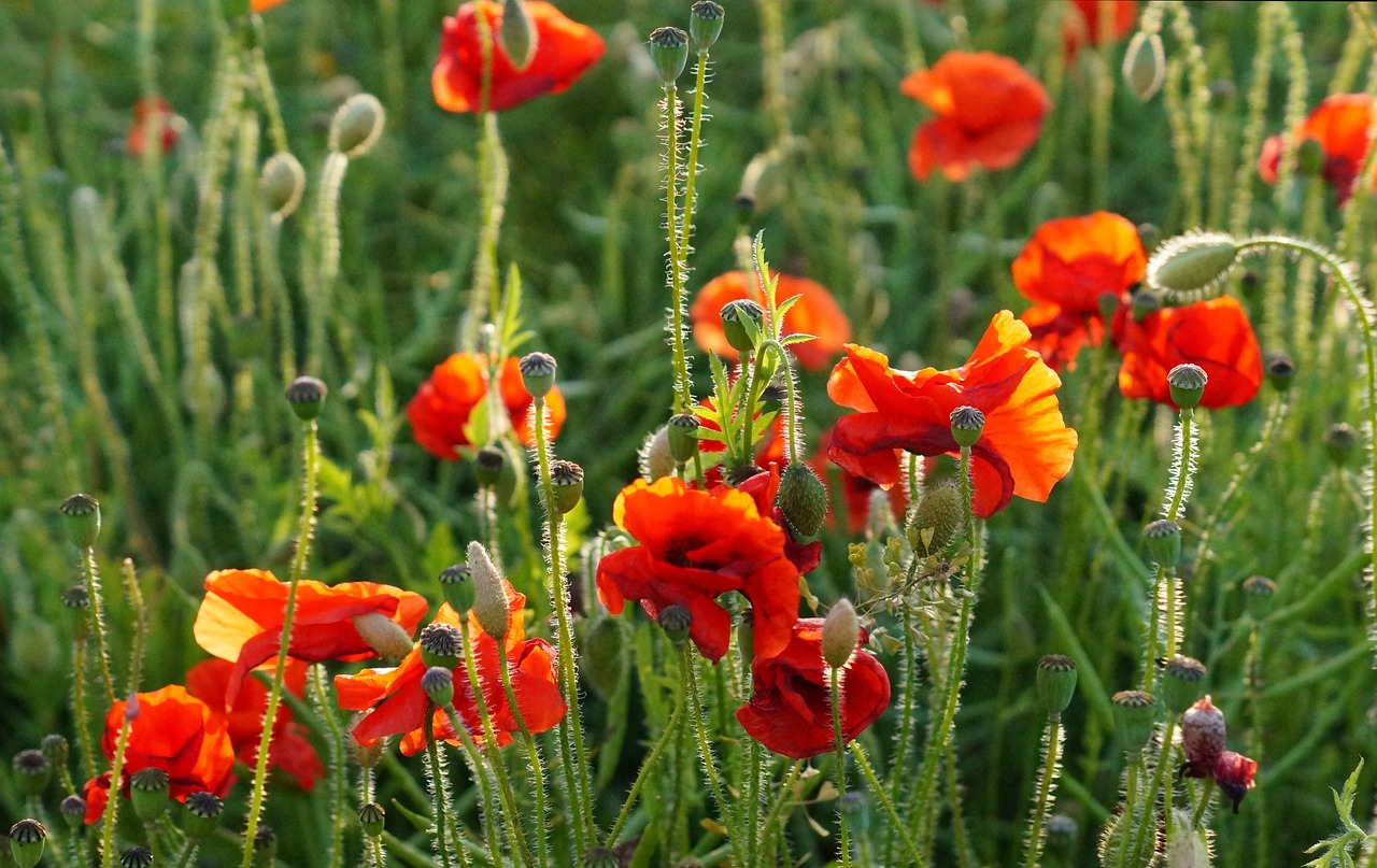 poppies  poppy field  nature free photo