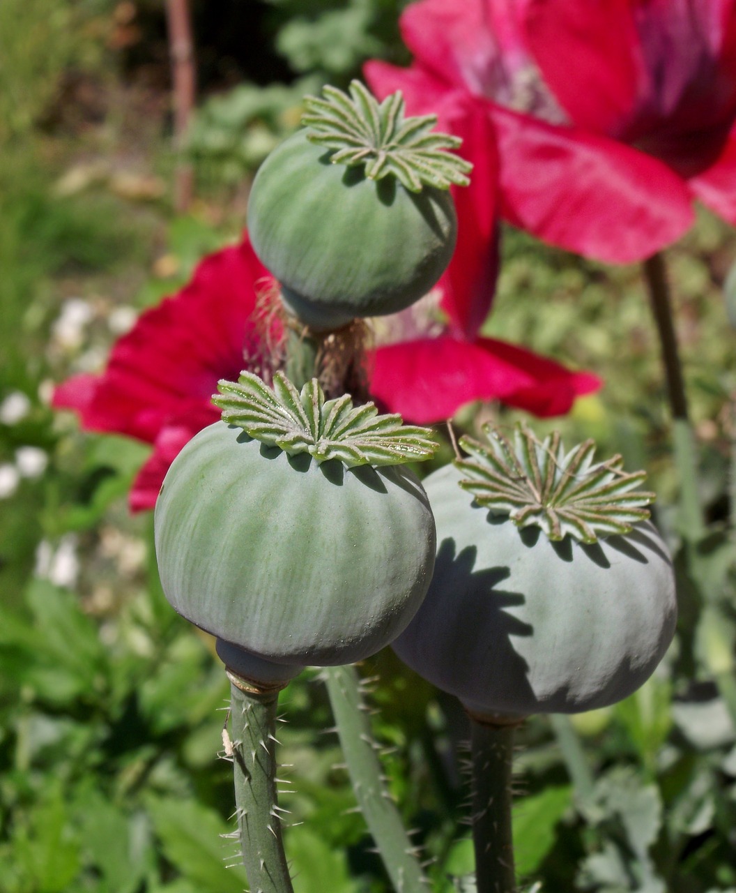 poppies  makówki  nature free photo