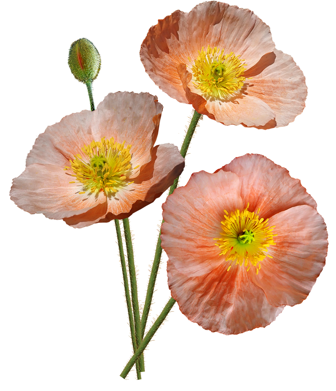 poppies  pink  iceland free photo