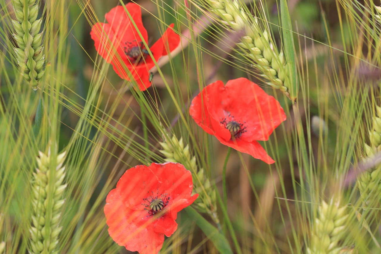 poppies  wheat  field free photo