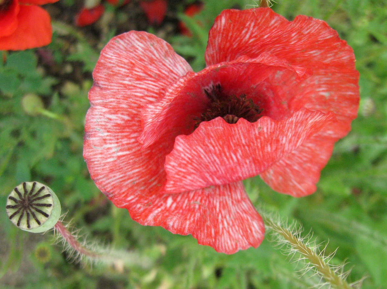 poppies shirley poppy flower free photo