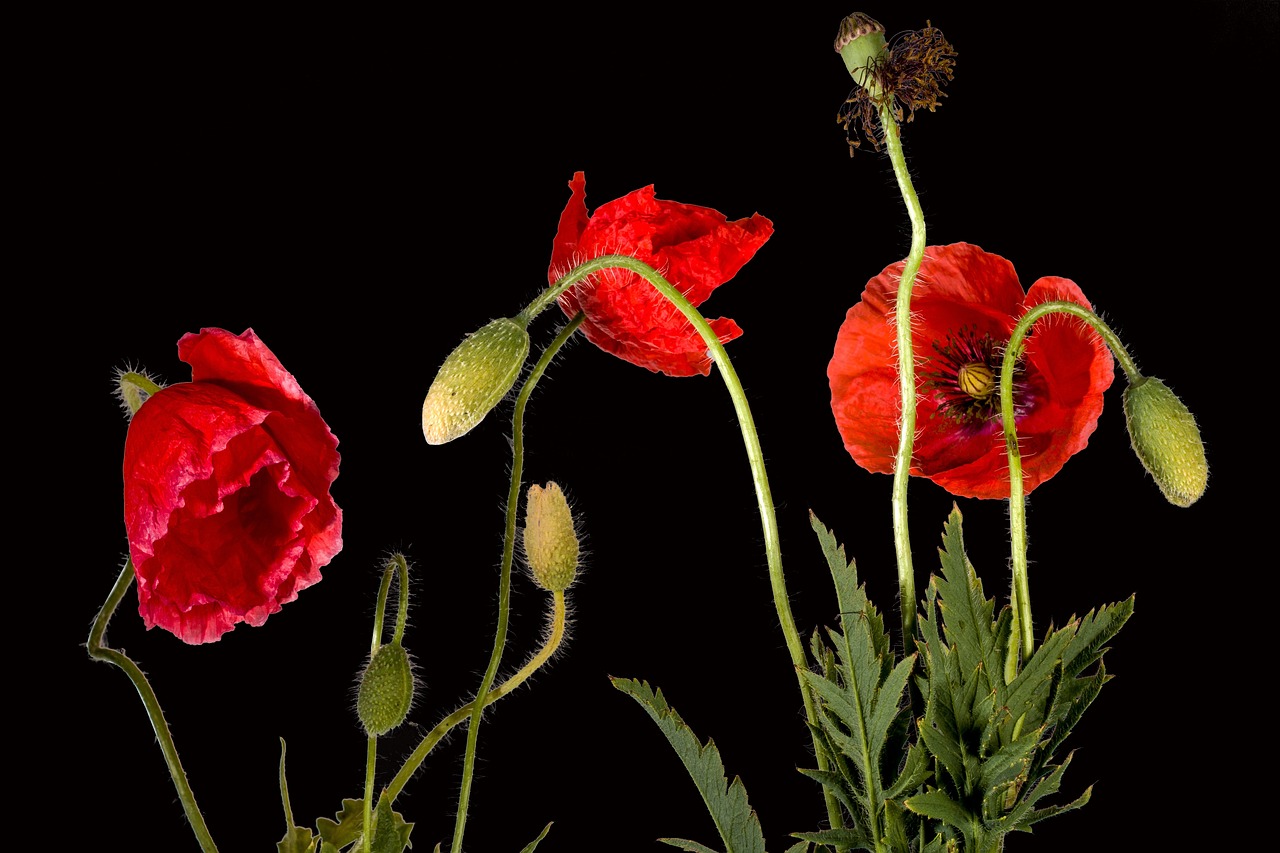 poppies  isolated  plant free photo