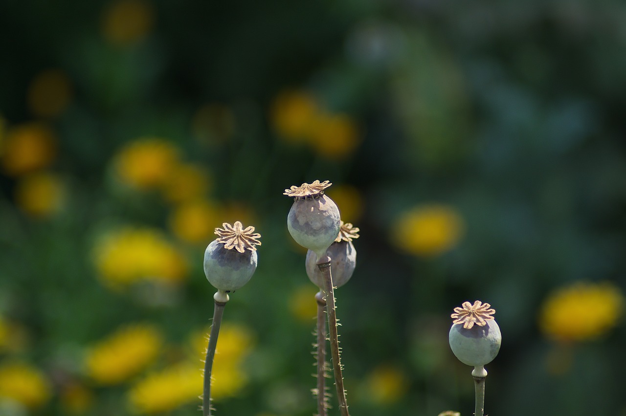 poppies  plant  flowers free photo