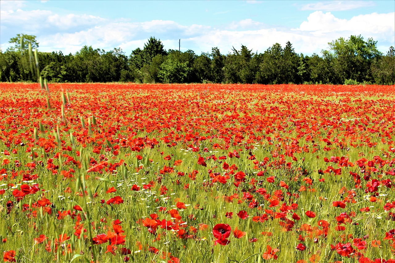 poppies  field  fleuri free photo