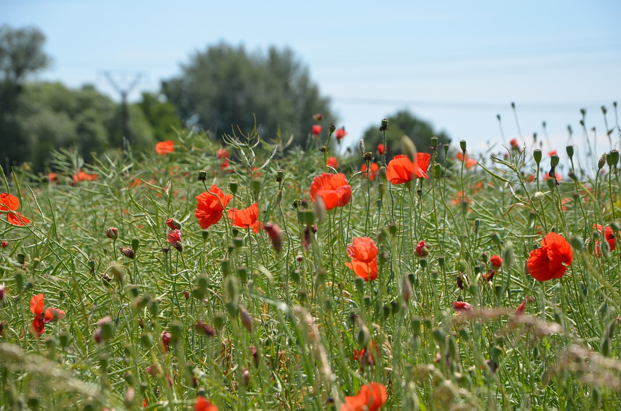 poppies  red  color free photo