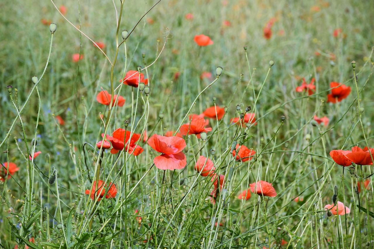 poppies  meadow  flower free photo