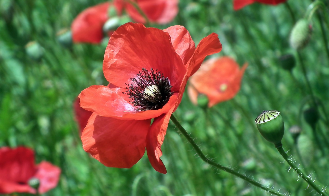 poppies  the beasts of the field  flourishing free photo