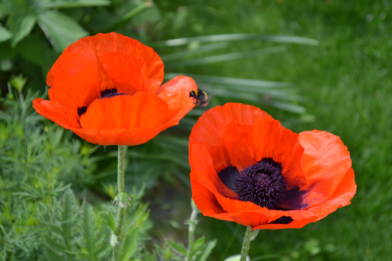 poppies  nature  poppy free photo