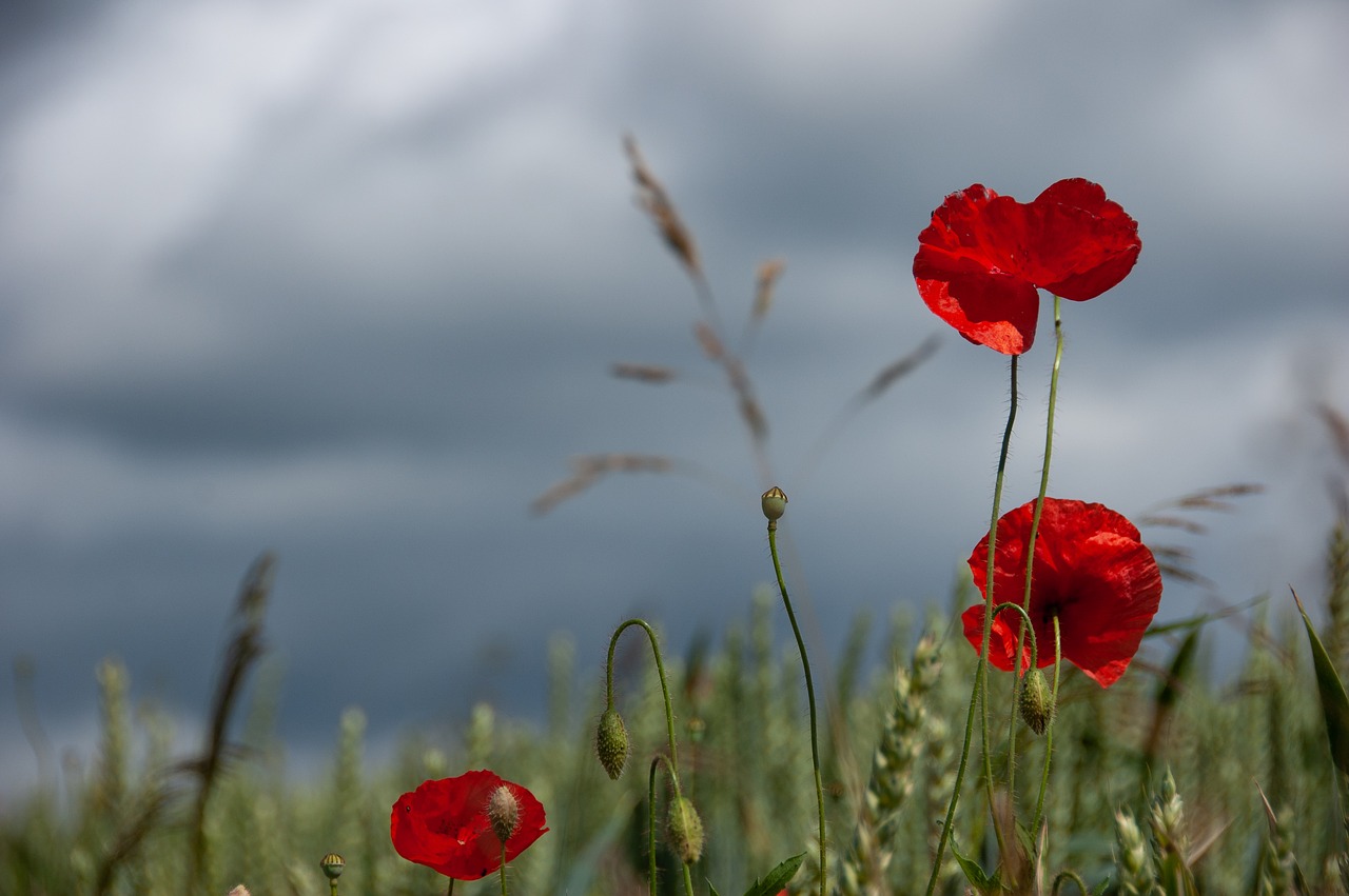 poppies  sky  nature free photo