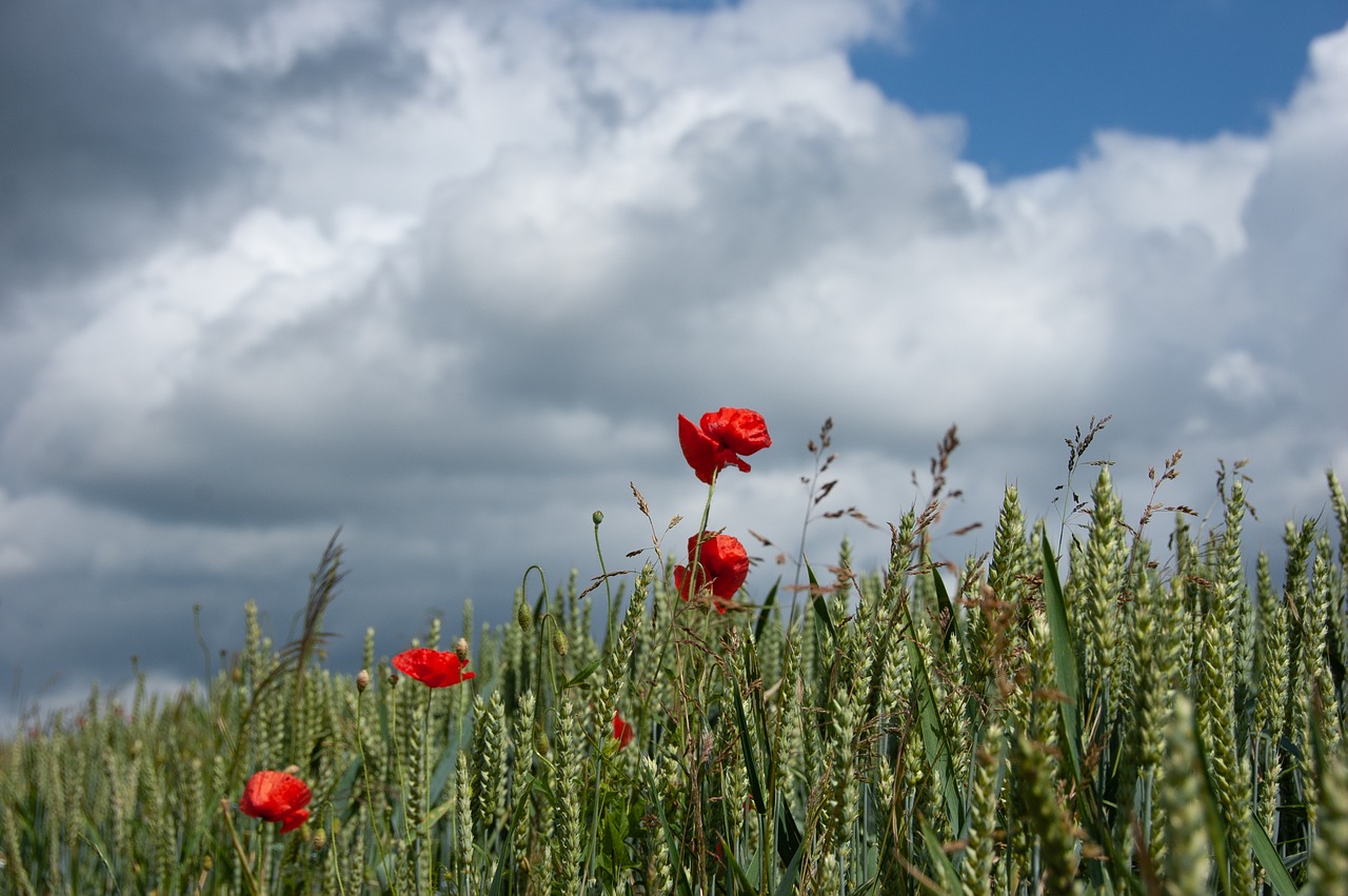 poppies  cereals  sky free photo