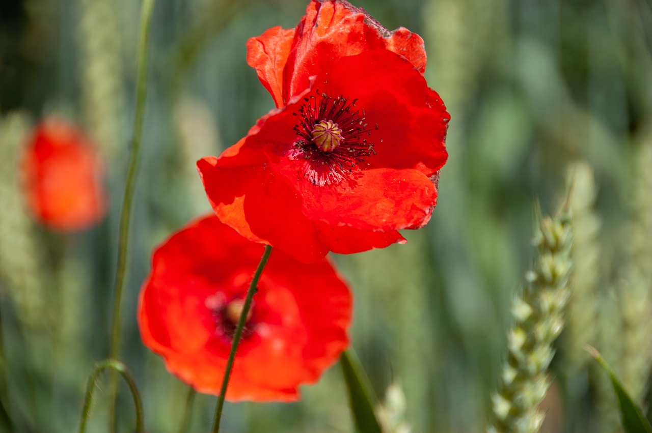 poppies  klatschmohn  red free photo