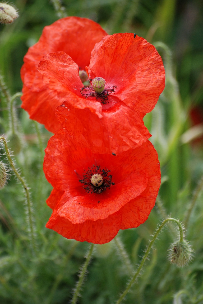 poppies red petals free photo