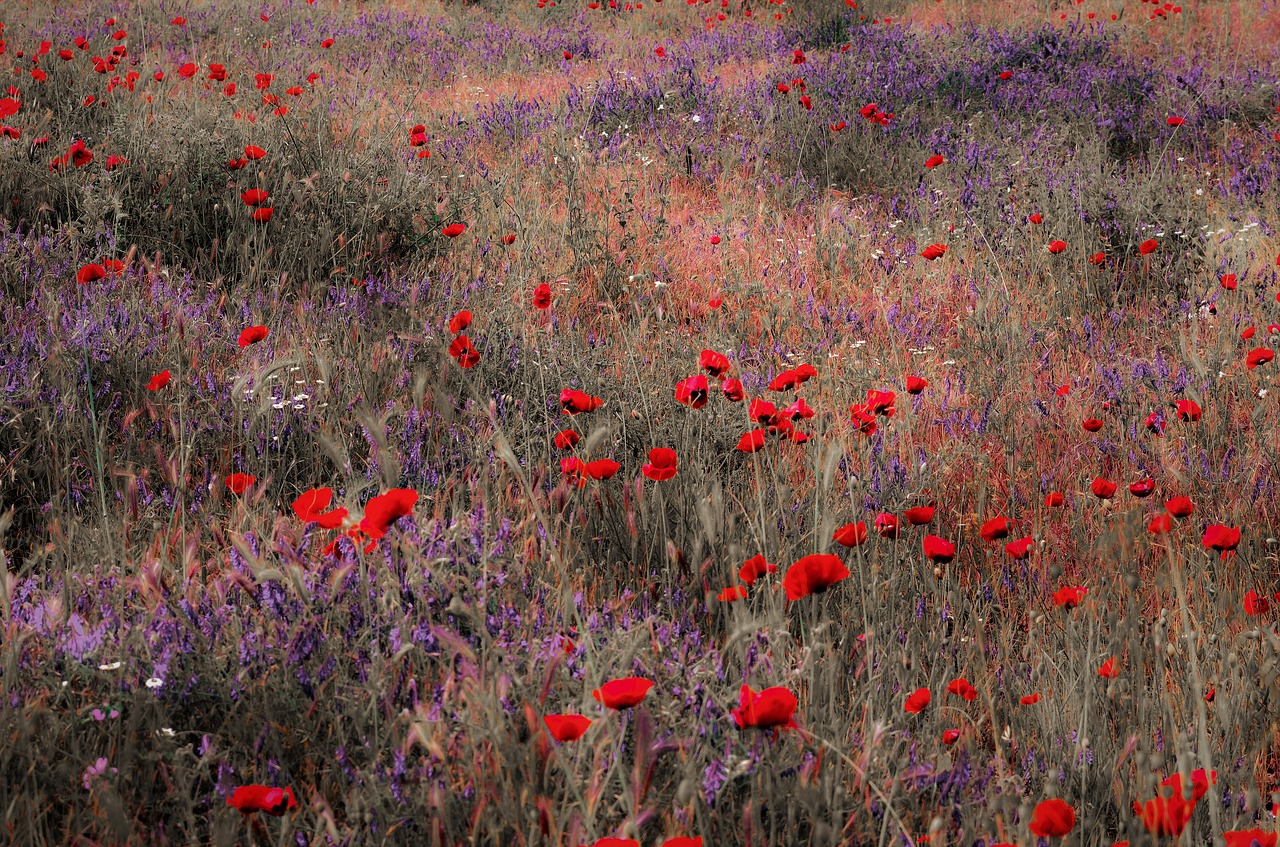 poppies  fields  greece free photo