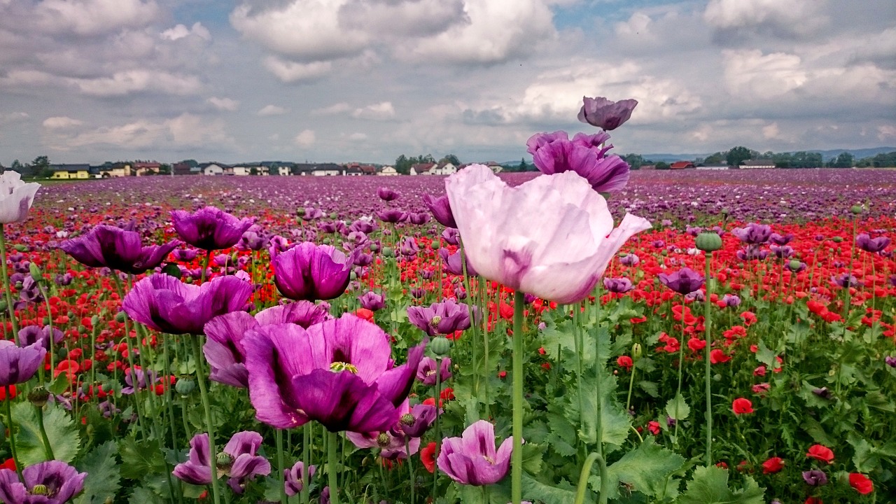 poppies  flowers  poppy free photo