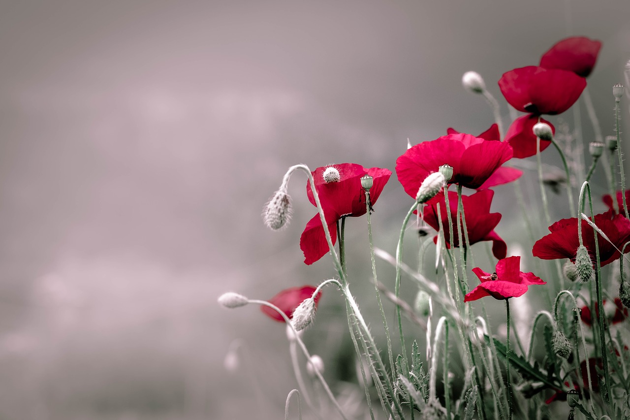 poppies  flowers  nature free photo