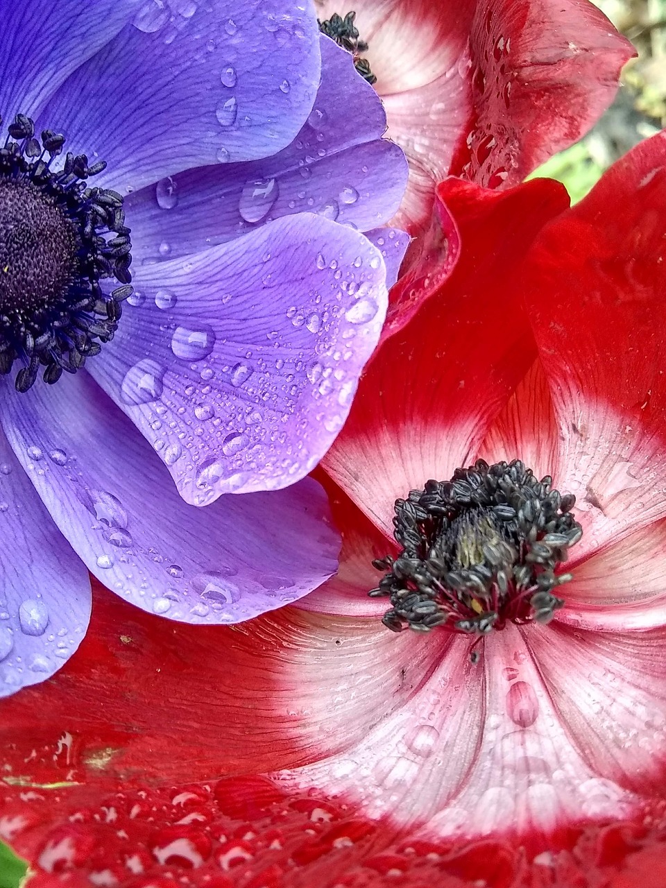 poppies  spring  droplets free photo